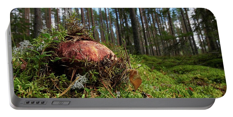 Boletus Pinophilus Portable Battery Charger featuring the photograph Pushing up from the ground. Pine bolete by Jouko Lehto