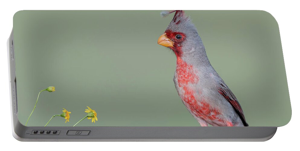 Pyrrhuloxia Portable Battery Charger featuring the photograph Feather in My Cap by Puttaswamy Ravishankar