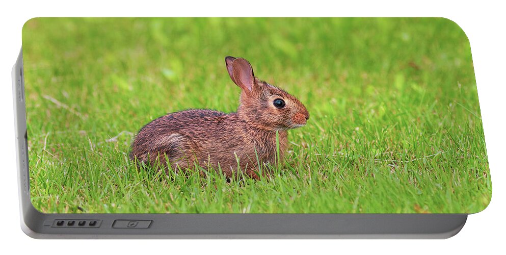 Animals Portable Battery Charger featuring the photograph Rabbit in the Grass by Amelia Pearn