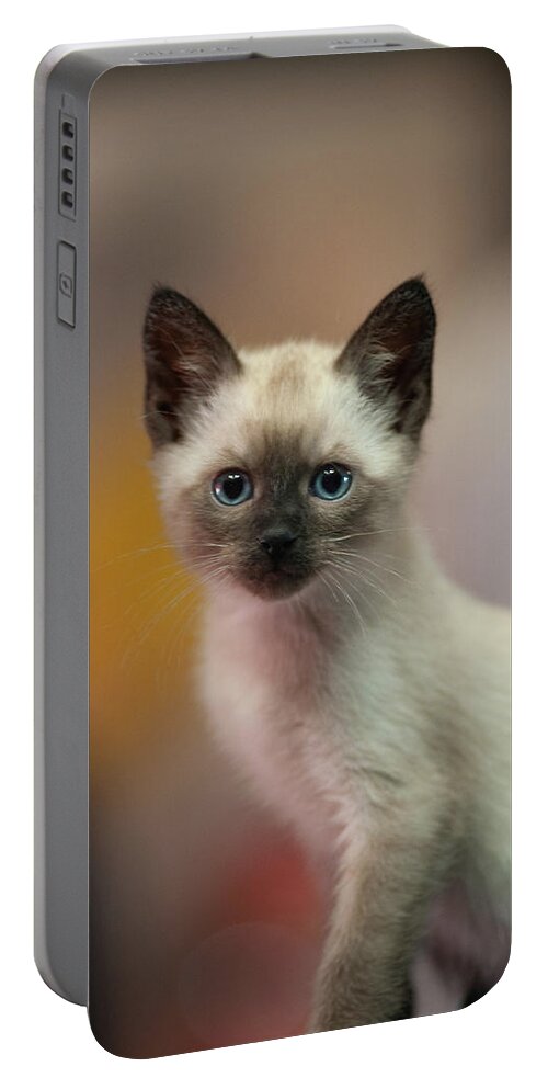 Cat Portable Battery Charger featuring the photograph Ragnar by DArcy Evans