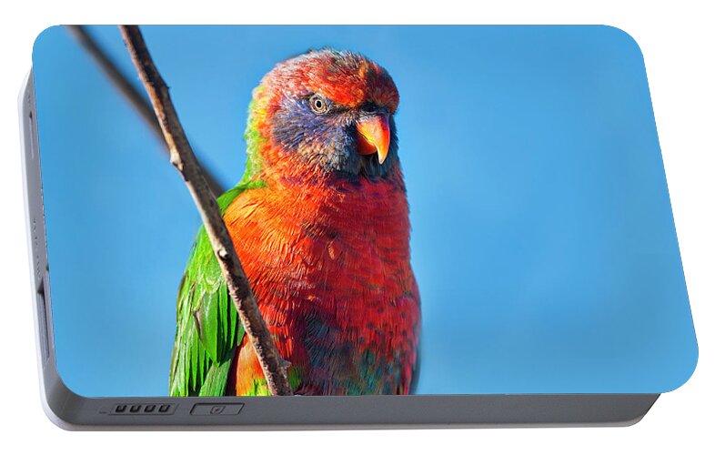 Lorikeets Portable Battery Charger featuring the photograph Rainbow Lorikeet 4 by Steven Ralser