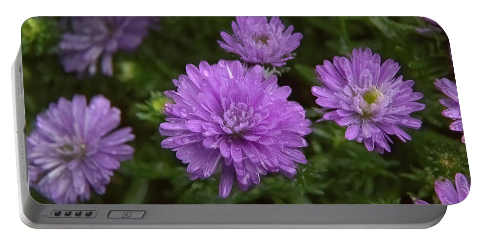 Purple Portable Battery Charger featuring the photograph Raindrops keep falling on my aster by Loyd Towe Photography
