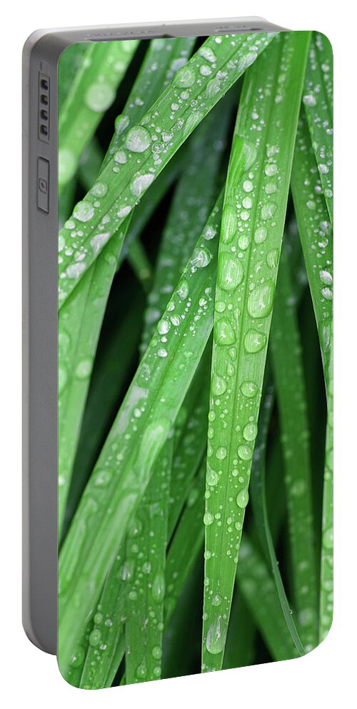 Lily Leaves Portable Battery Charger featuring the photograph Raindrops on Leaves of Lilies by Kathi Mirto