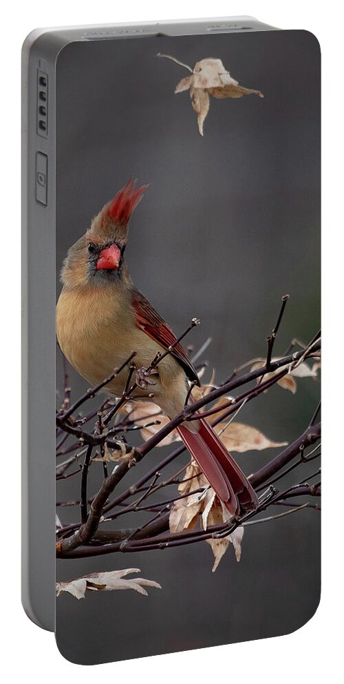 Cardinal Portable Battery Charger featuring the photograph Rainy Day Cardinal by Mindy Musick King