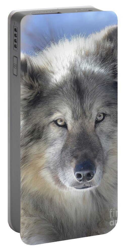 Wolf Wolfdog Animal Animals Outdoors Wildlife Portable Battery Charger featuring the photograph Rajan by Robert Buderman