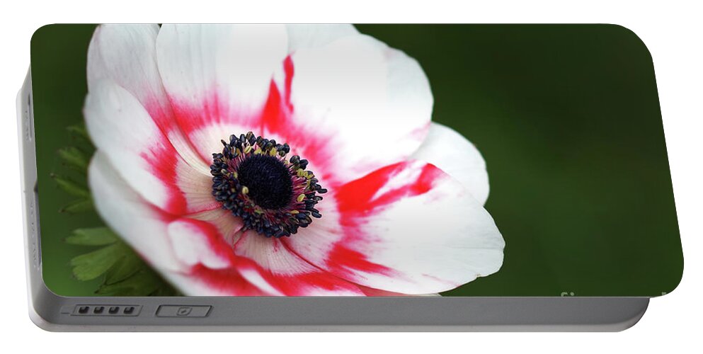 Nature Portable Battery Charger featuring the photograph Raspberry Rippled Anemone by Baggieoldboy