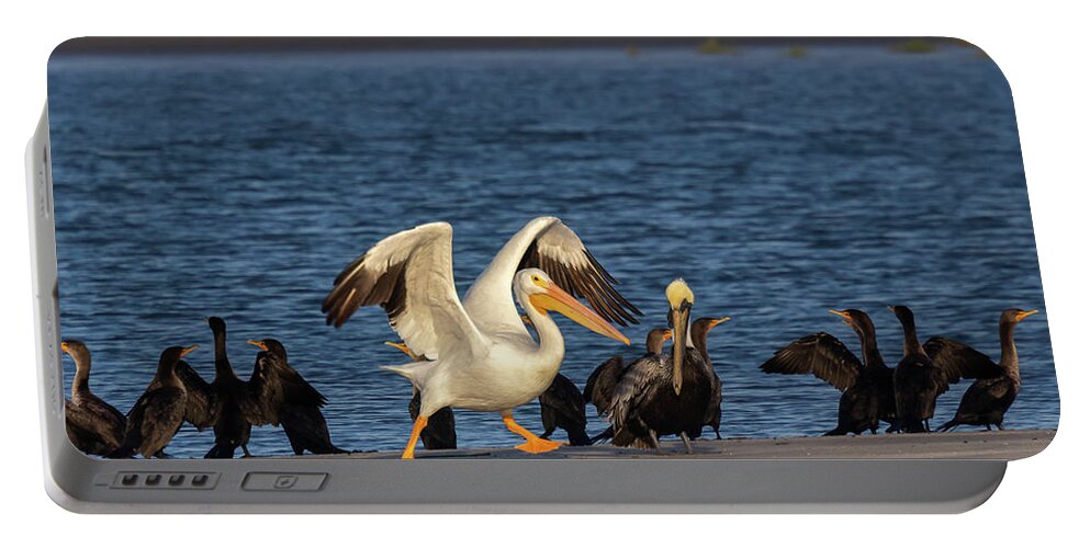 American White Pelican Portable Battery Charger featuring the photograph Ready Set Go by Patricia Schaefer