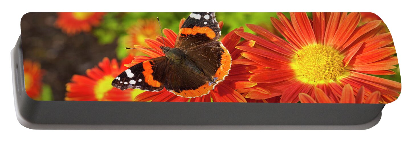 https://render.fineartamerica.com/images/rendered/default/flat/battery/images/artworkimages/medium/3/red-admiral-butterfly-vanessa-atalanta-on-chrysanthemum-flowers-neale-and-judith-clark.jpg?&targetx=0&targety=-238&imagewidth=1329&imageheight=881&modelwidth=1329&modelheight=402&backgroundcolor=423721&orientation=1&producttype=battery-2600