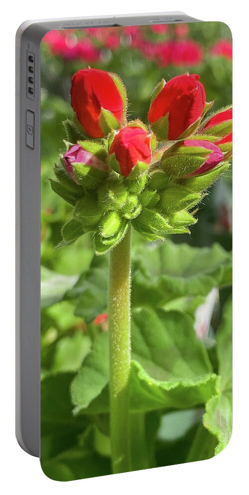 Begonia Portable Battery Charger featuring the photograph Red Begonia by Cathy Donohoue