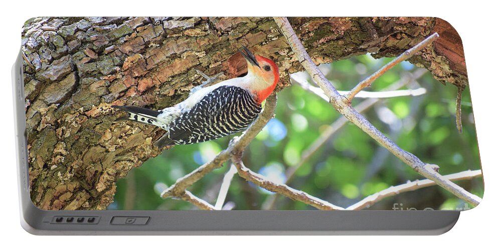 Woodpeckers Portable Battery Charger featuring the photograph Red-bellied Woodpecker by Anita Streich