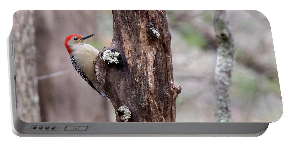 Red-bellied Woodpecker Portable Battery Charger featuring the photograph Red-bellied Woodpecker in the Forest by Cascade Colors