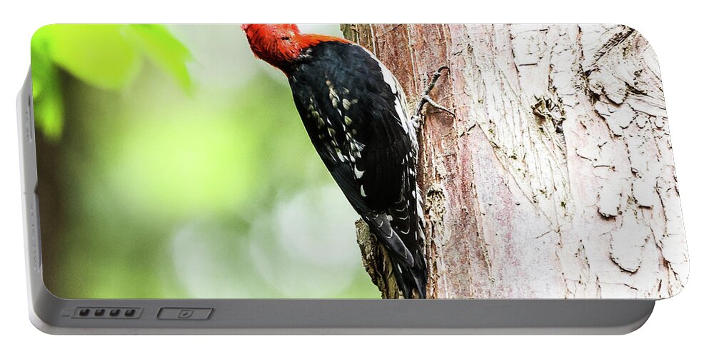 Woodpecker Portable Battery Charger featuring the photograph Red-breasted sapsucker by Tahmina Watson
