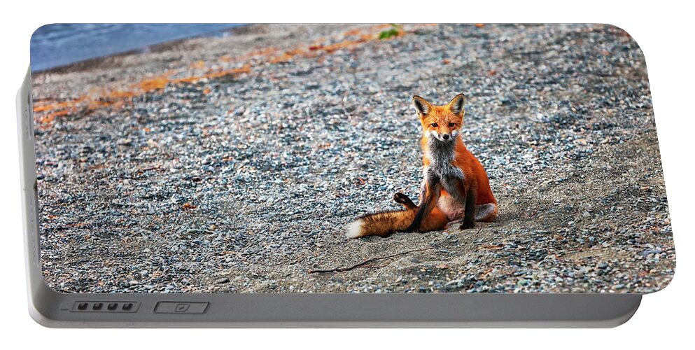 Fox Portable Battery Charger featuring the photograph Red Fox 4854 by Greg Hartford