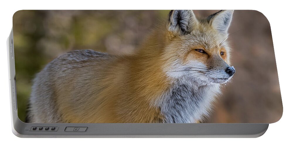 Red Fox Portable Battery Charger featuring the photograph Red Fox In Winter Glow by Yeates Photography