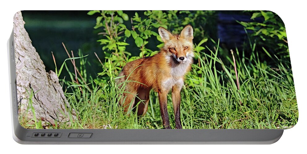 Fox Portable Battery Charger featuring the photograph Red Fox Keeping An Eye Out by Debbie Oppermann