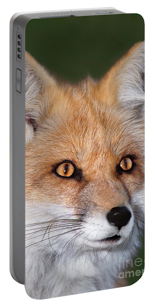 Red Fox Portable Battery Charger featuring the photograph Red Fox Portrait Wildlife Rescue by Dave Welling