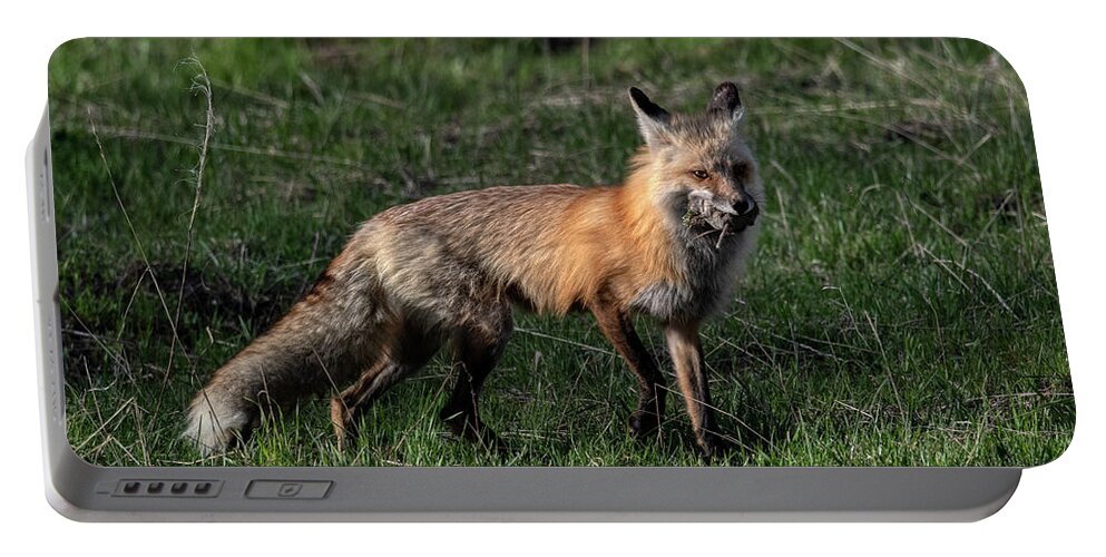 Fox Portable Battery Charger featuring the photograph Red Fox With Snack by Paul Freidlund