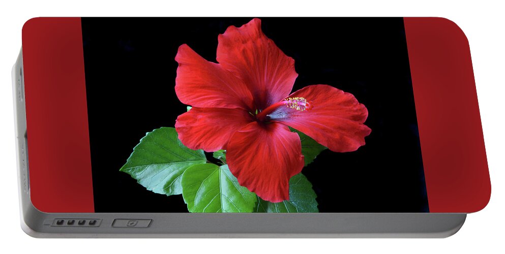 Hibiscus Portable Battery Charger featuring the photograph Red Hibiscus Portrait by Terence Davis