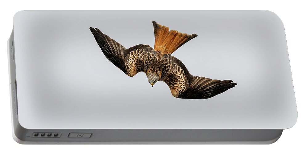 Kite Portable Battery Charger featuring the photograph Red Kite diving with open wings by Mark Hunter
