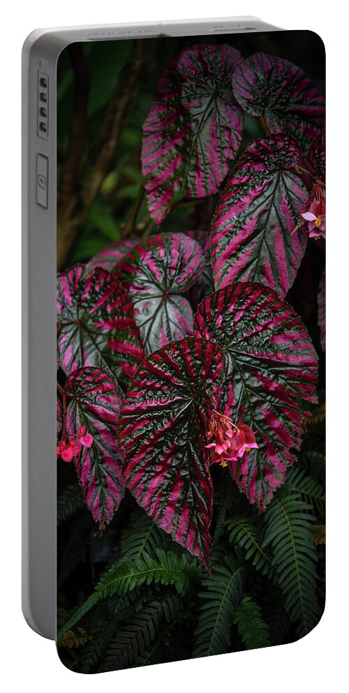 Jenny Rainbow Fine Art Photography Portable Battery Charger featuring the photograph Red Leaves of Begonia Brevirimosa - Dark Tropics 3 by Jenny Rainbow