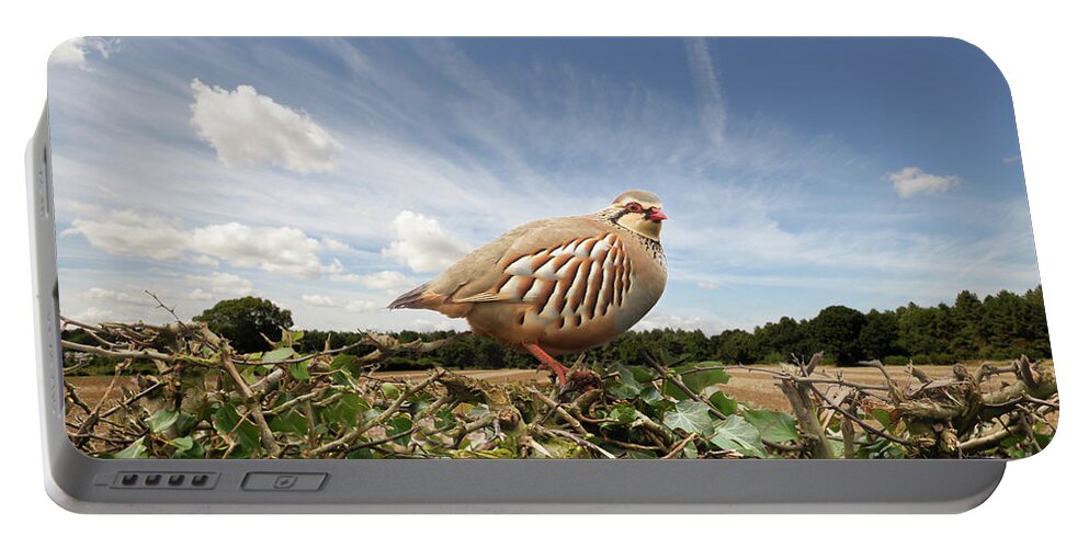 Bird Portable Battery Charger featuring the photograph Red legged partridge bird close up on hedge by Simon Bratt