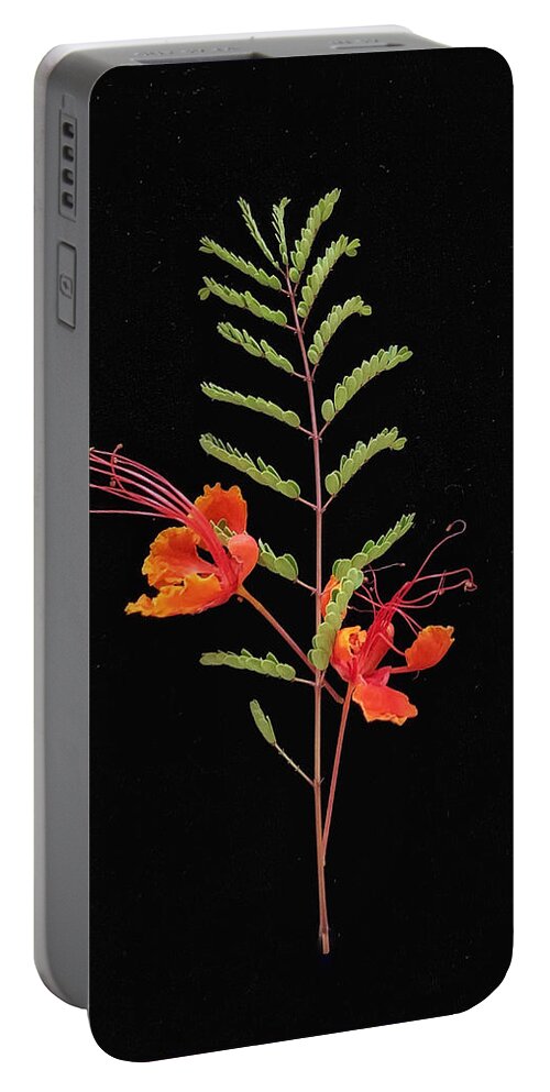 Red Mexican Bird Of Paradise Portable Battery Charger by Barbara Zahno -  Pixels