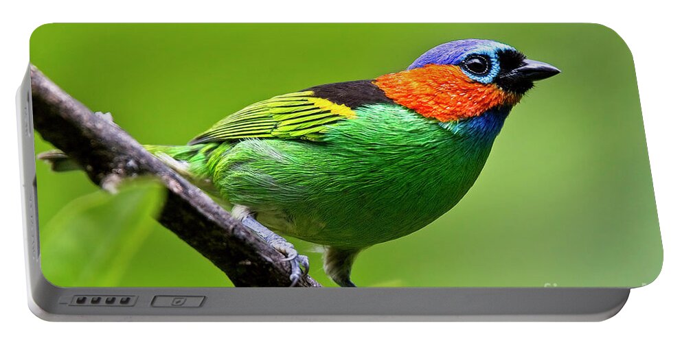 Red-necked Tanager Portable Battery Charger featuring the photograph Red-necked Tanager, Tangara cyanocephala by Tony Mills