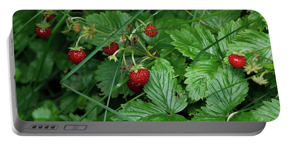 Strawberries Portable Battery Charger featuring the photograph Red Ripe Strawberries by Valerie Collins