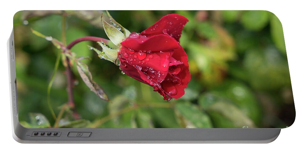Rose Portable Battery Charger featuring the photograph Red rose bud with water pearls by Adriana Mueller