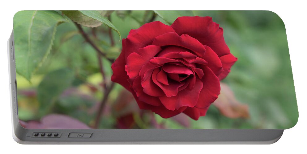 Red Rose Portable Battery Charger featuring the photograph Red rose in the Mediterranean garden by Adriana Mueller