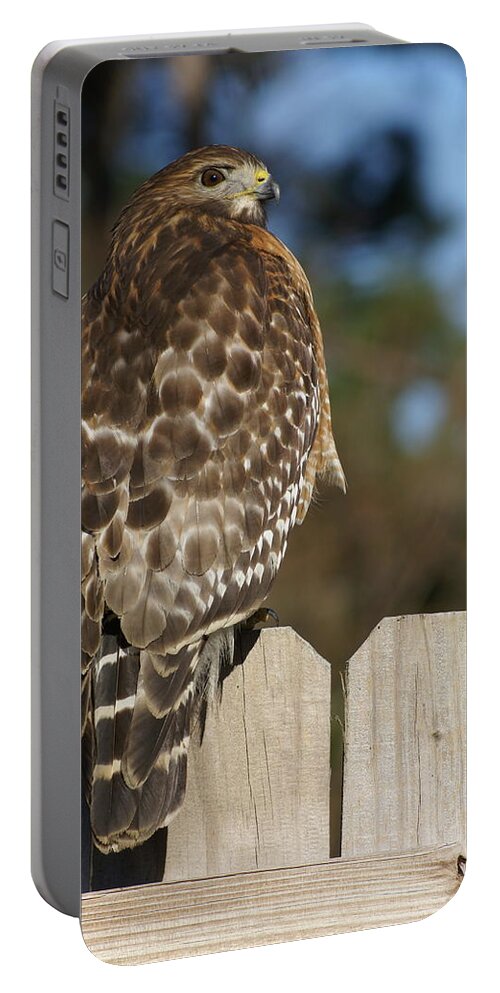 Portable Battery Charger featuring the photograph Red-Shouldered Hawk by Heather E Harman