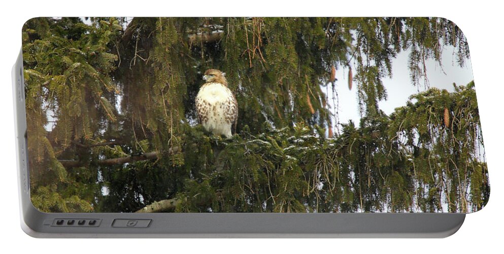 Red Shouldered Hawk Portable Battery Charger featuring the photograph Red Shouldered Hawk by Scott Burd