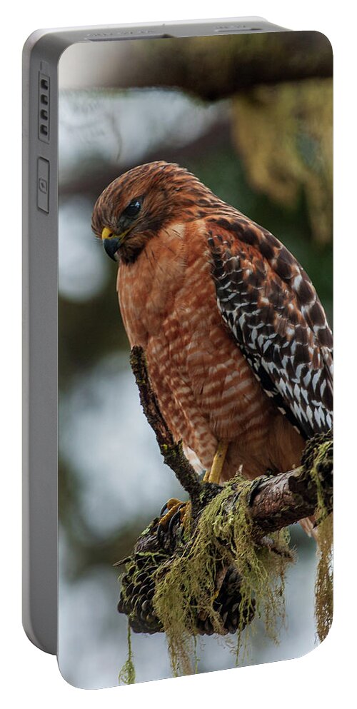 Hawk Portable Battery Charger featuring the photograph Red Shouldered Hawk by Stephen Sloan