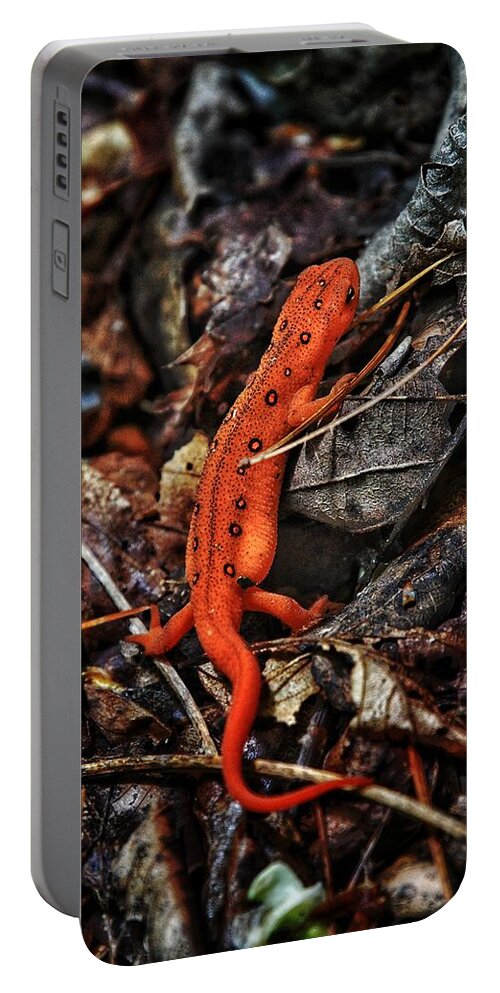 Photo Portable Battery Charger featuring the photograph Red Spotted Newt by Evan Foster