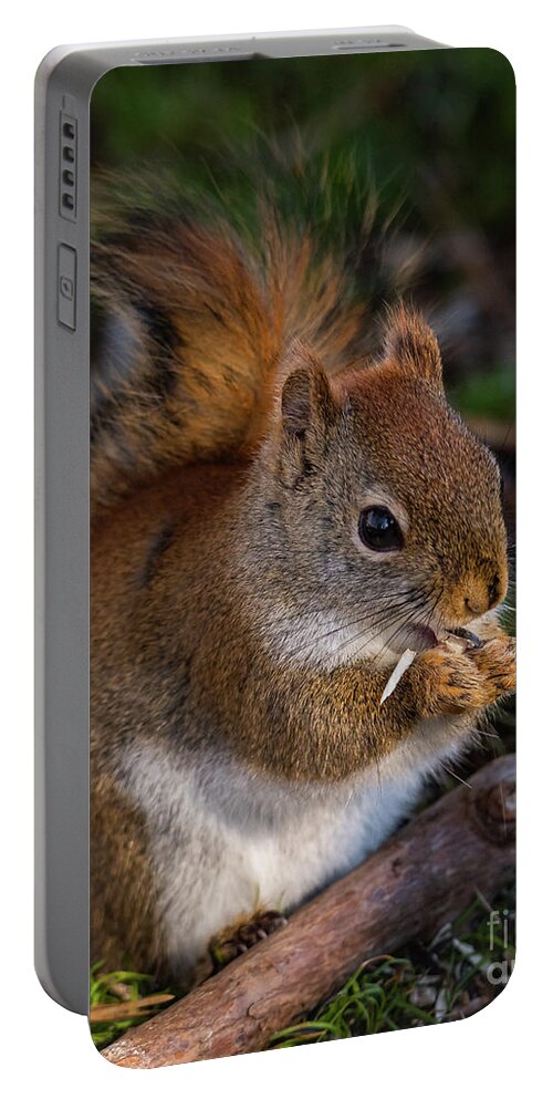 Red Squirrel Portable Battery Charger featuring the photograph Red Squirrel eating Sunflower Seeds by Lorraine Cosgrove