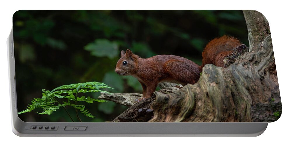 Red Squirrel Portable Battery Charger featuring the photograph Red squirrel in the autumn forest by Marjolein Van Middelkoop