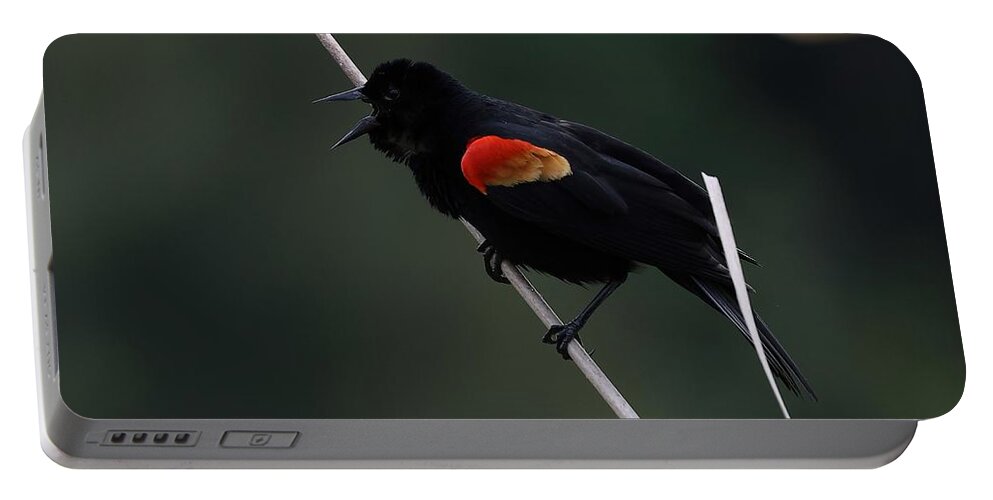 Black Bird Portable Battery Charger featuring the photograph Red-wing Black Bird by Mingming Jiang
