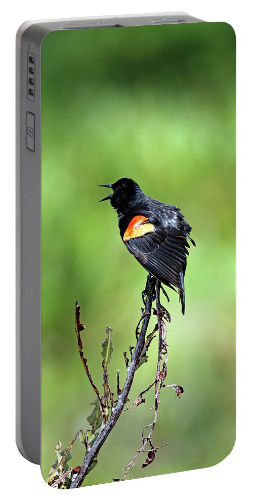 Florida Portable Battery Charger featuring the photograph Red Wing Singing by Jennifer Robin