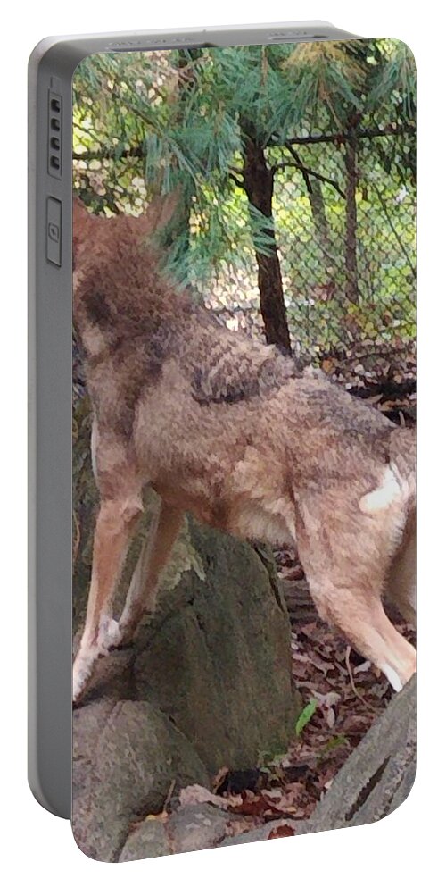 Wolf Portable Battery Charger featuring the photograph Red Wolf Asheboro NC Zoo by Kim Galluzzo Wozniak