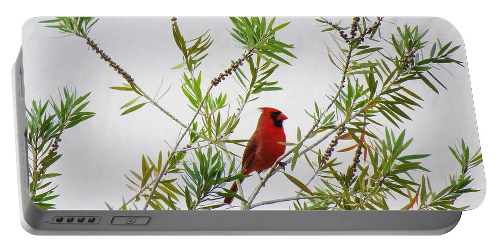 Cardinal Portable Battery Charger featuring the photograph Resting Cardinal by World Reflections By Sharon