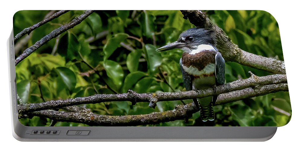 Animal Portable Battery Charger featuring the photograph Resting Kingfisher by Brian Shoemaker