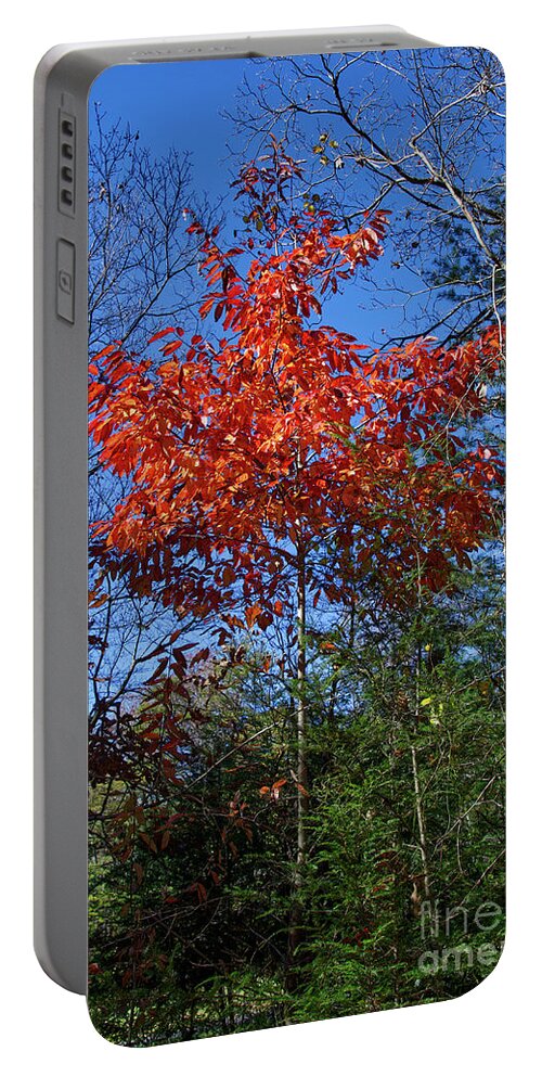 Autumn Portable Battery Charger featuring the photograph Return to Autumn by Phil Perkins