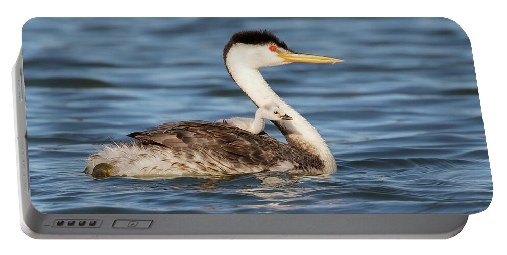 Grebes Portable Battery Charger featuring the photograph Riding Shotgun with Mom by Cheryl Strahl