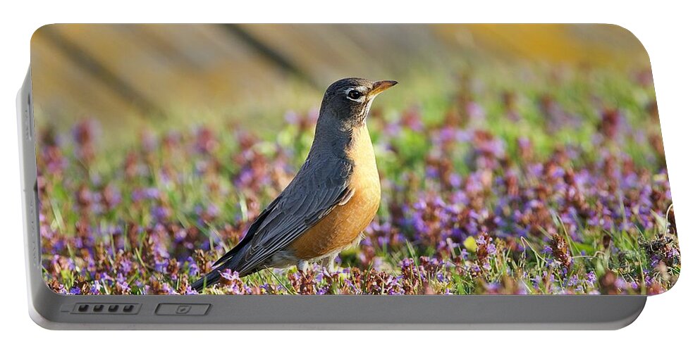 Robin Portable Battery Charger featuring the photograph Robin in a bed of purple flowers by Yvonne M Smith