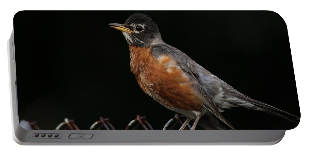 Robin Portable Battery Charger featuring the photograph Robin On Rusty A Fence by Demetrai Johnson