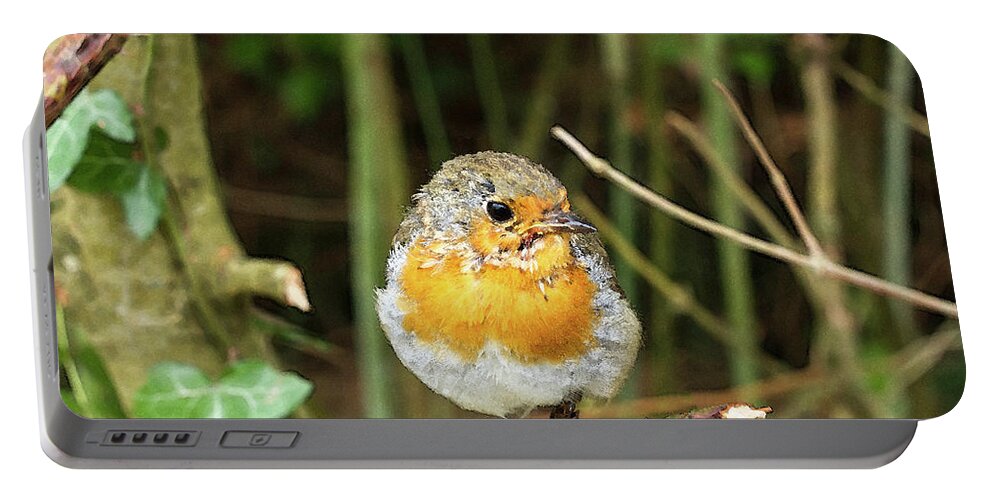 Bird Portable Battery Charger featuring the photograph Robin by Tanya C Smith