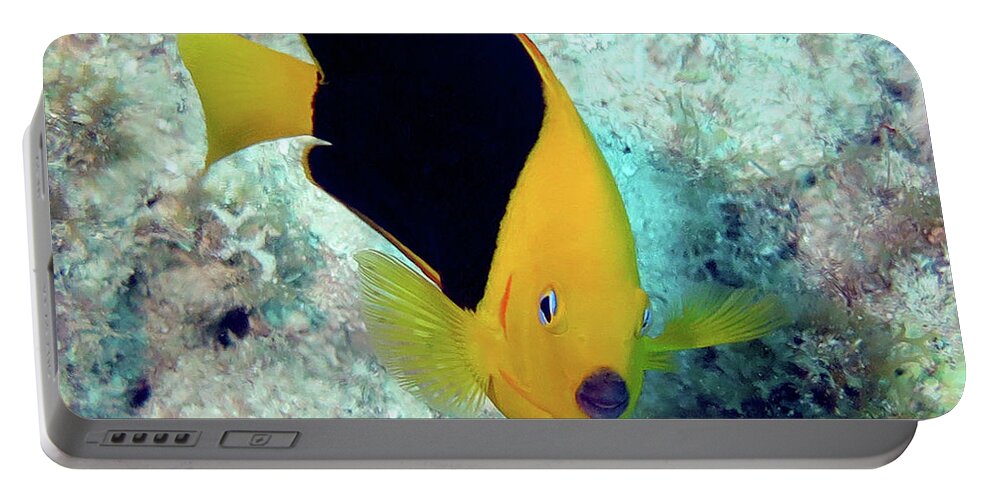 Underwater Portable Battery Charger featuring the photograph Rock Beauty 25 by Daryl Duda