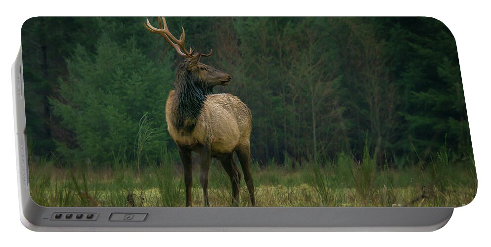 Rocky Mountain Elk Portable Battery Charger featuring the photograph Rocky Mountain Elk Looking Back at Herd by Nancy Gleason