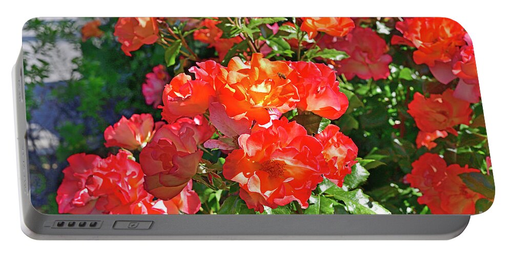 Red Roses Portable Battery Charger featuring the photograph Roses and Honey Bee by Amazing Action Photo Video
