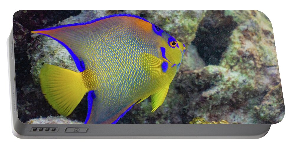Fish Portable Battery Charger featuring the photograph Royalty by Lynne Browne